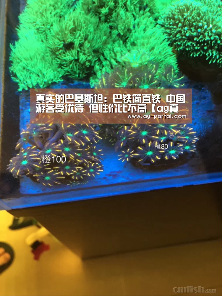 ag真人视讯